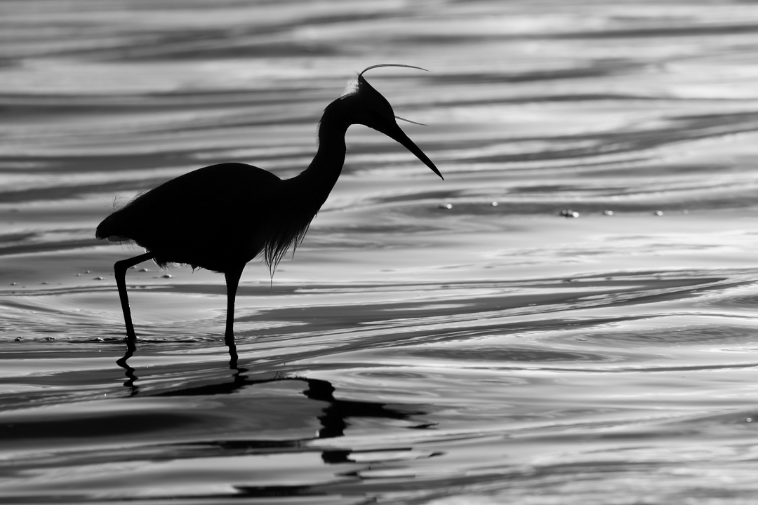 Egret silhouette