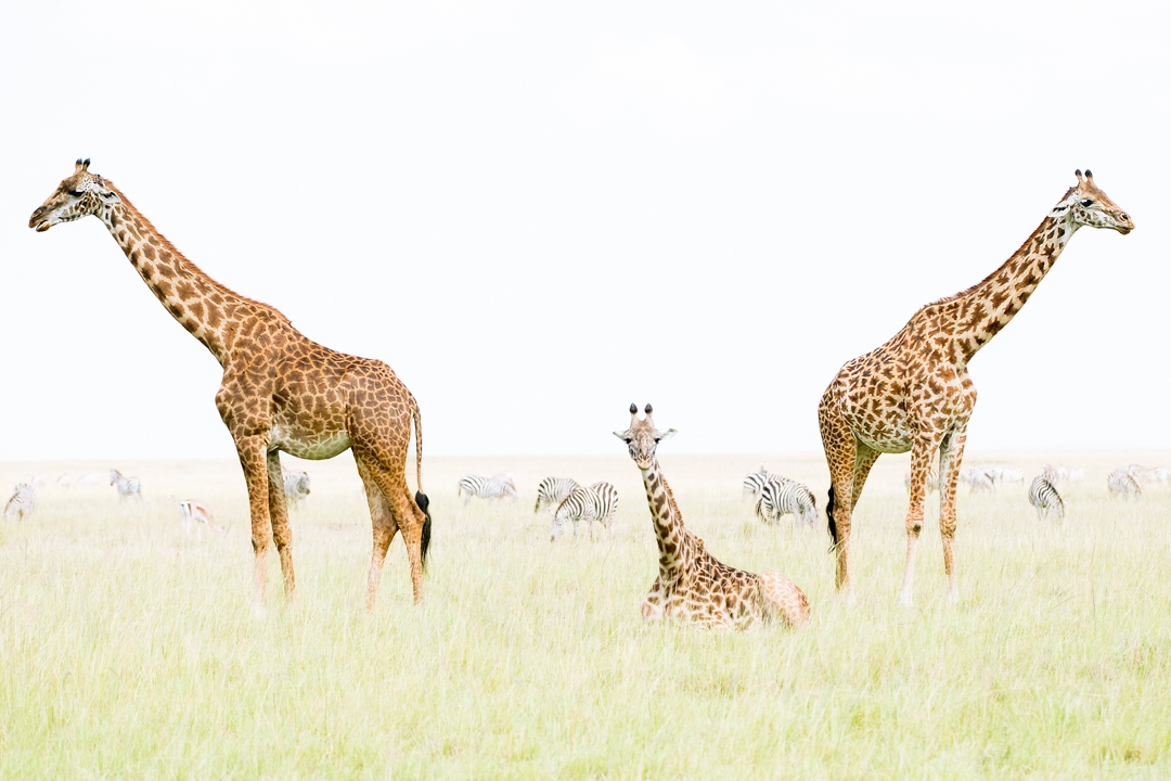 Giraffes high key