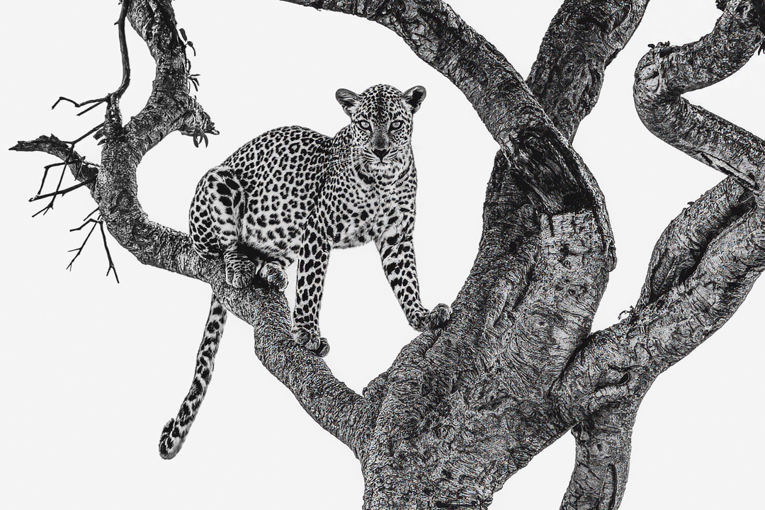 Leopards_View