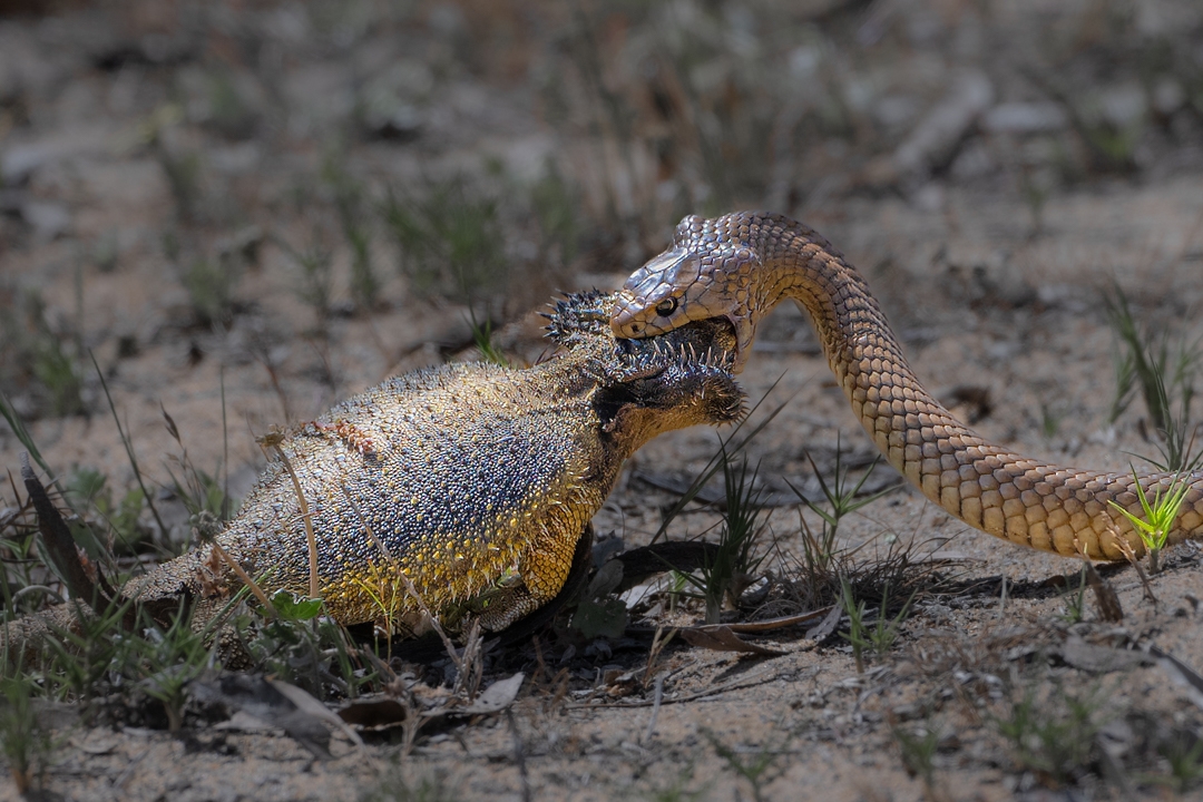 Snake versus Dragon