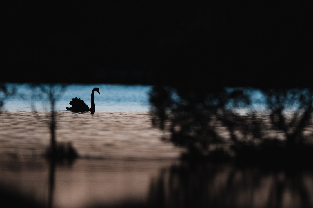 Sunrise swan