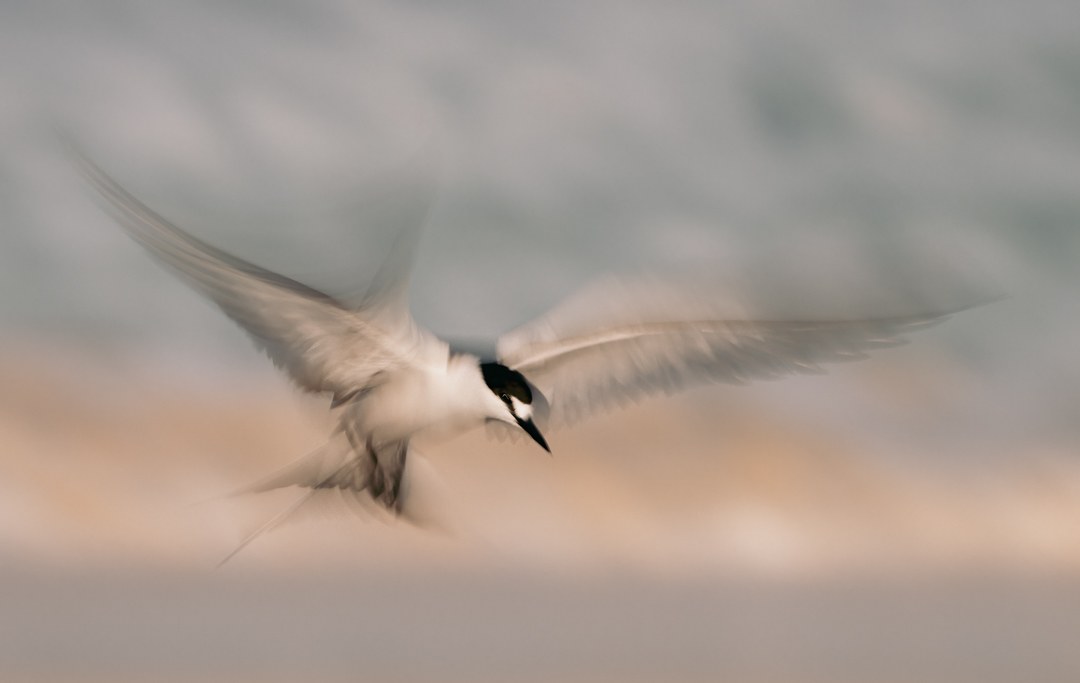 Tern in flight